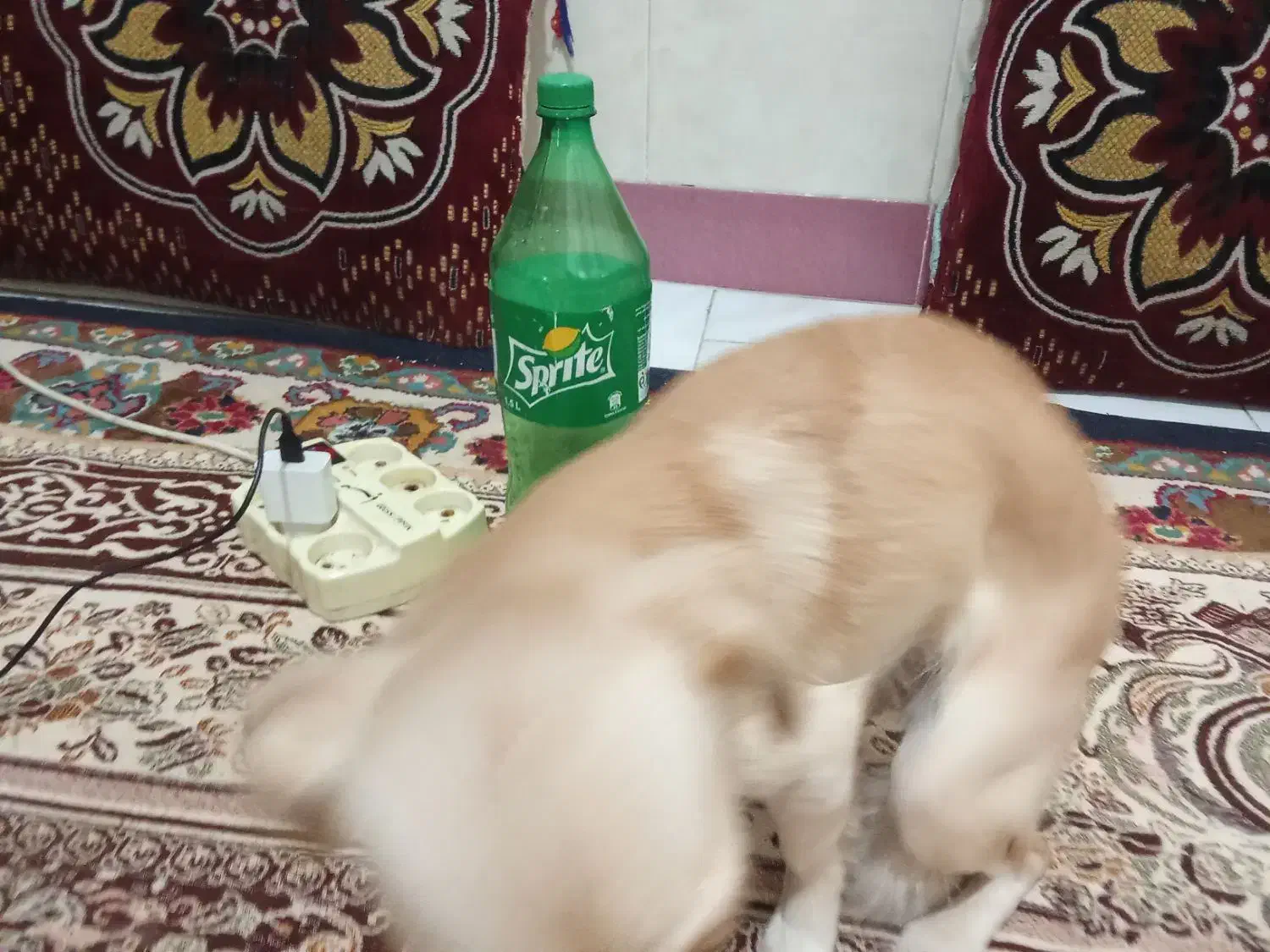 یک سگ پیداکردم|سگ|گرگان, |دیوار