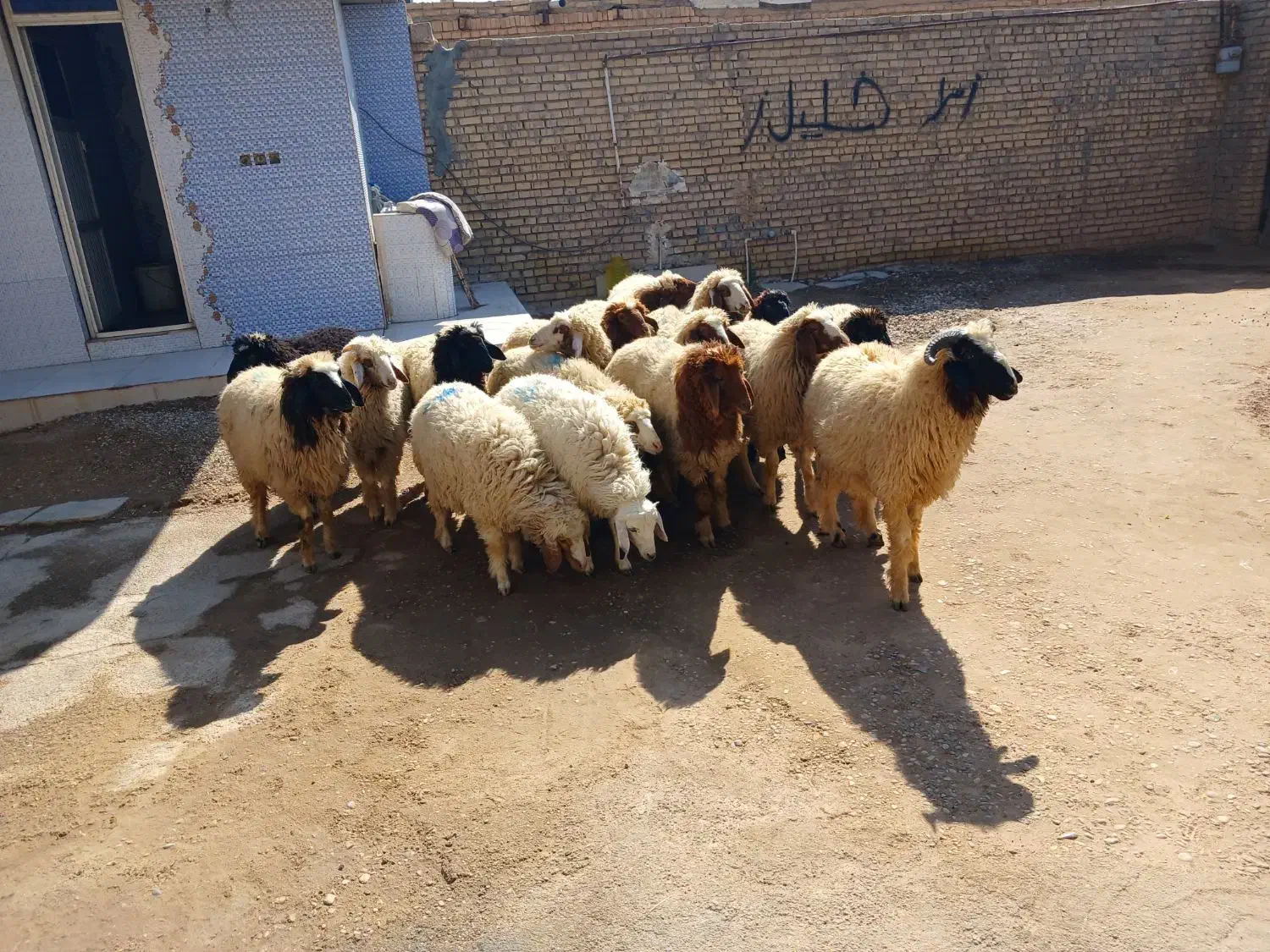 بره همشون عراقی|حیوانات مزرعه|اهواز, شریعتی جنوبی|دیوار