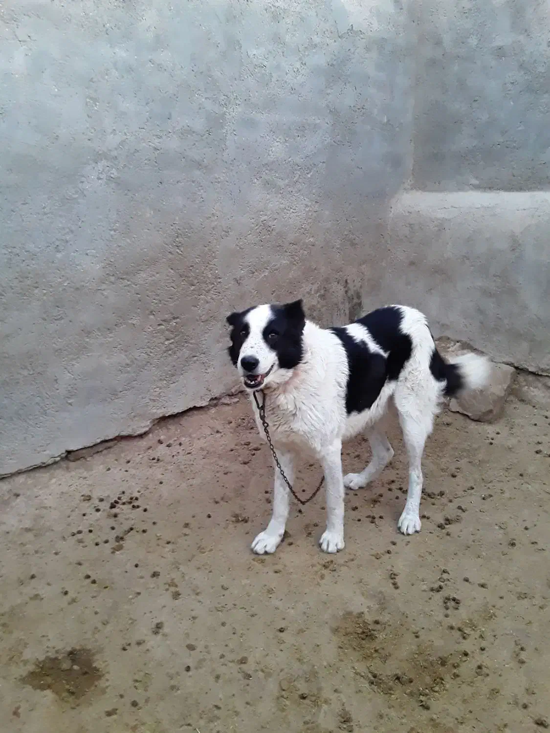 سگ گمشده|سگ|آشتیان, |دیوار