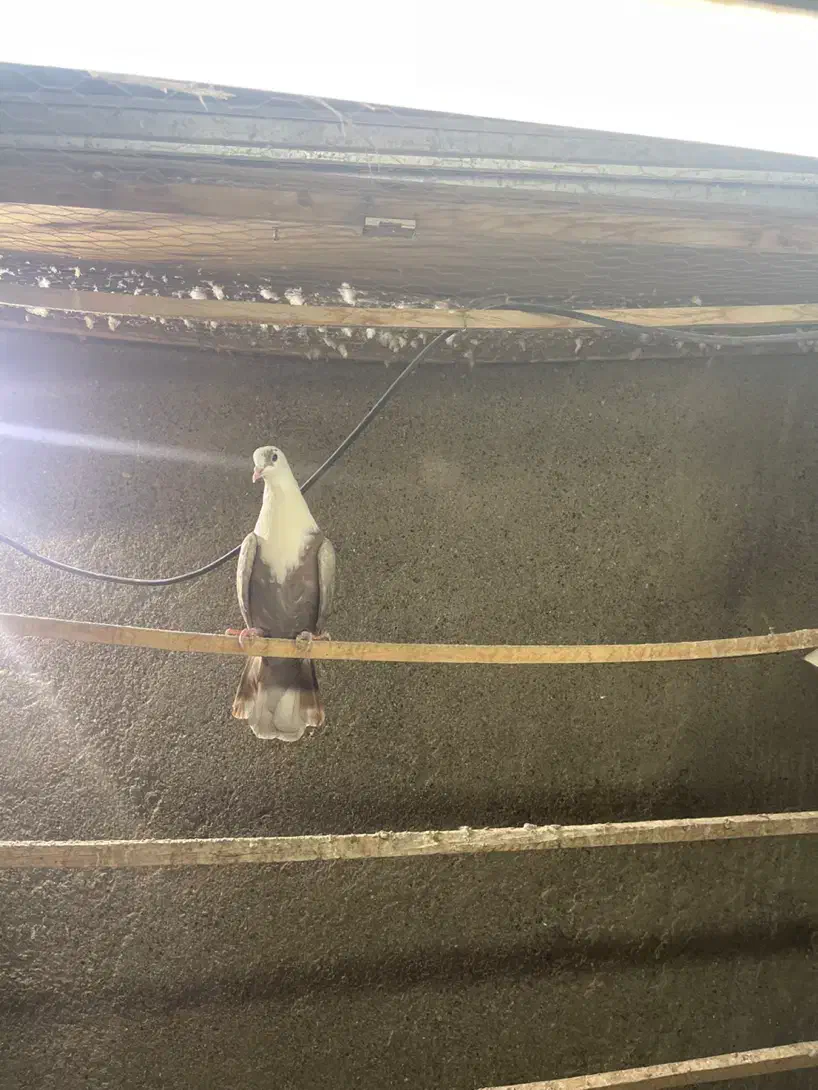 ماده مشهدی بالدار|پرنده|کرمانشاه, |دیوار