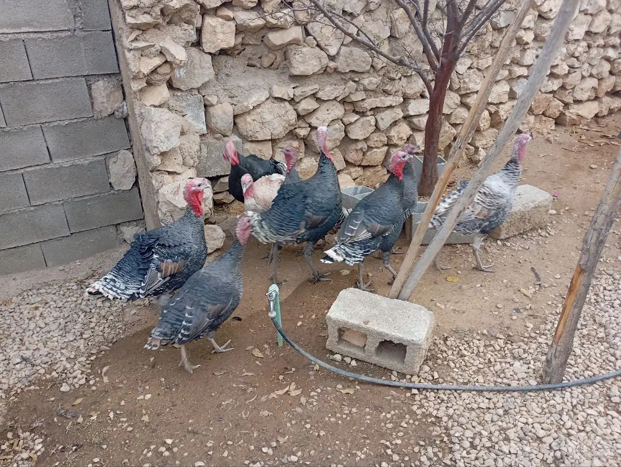 فروش بوقلمون|حیوانات مزرعه|یاسوج, |دیوار