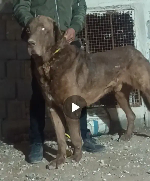 سگ عراقی اصل|سگ|تبریز, |دیوار