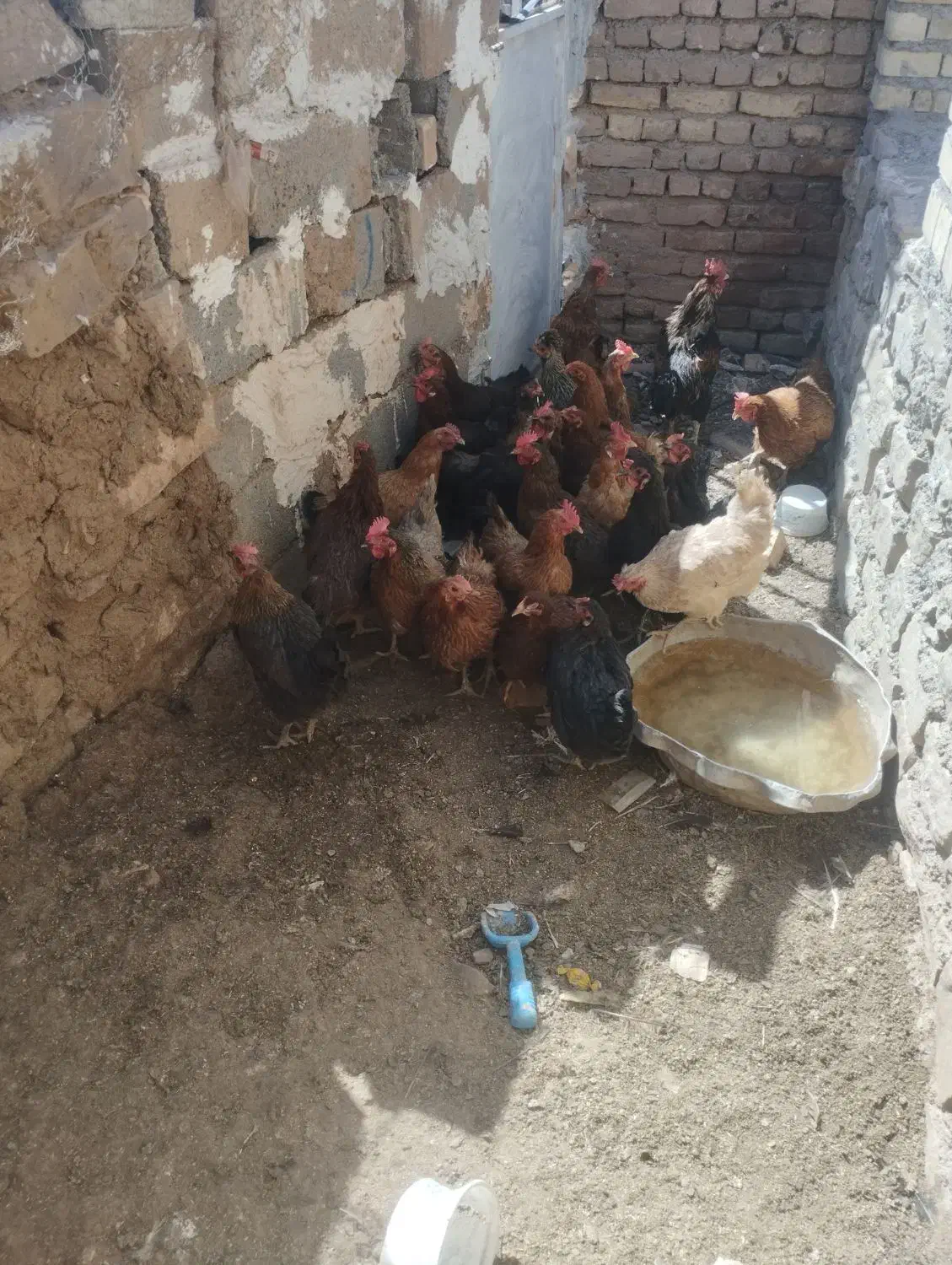 مرغ فروشی به شرط سالمی|حیوانات مزرعه|فریمان, |دیوار