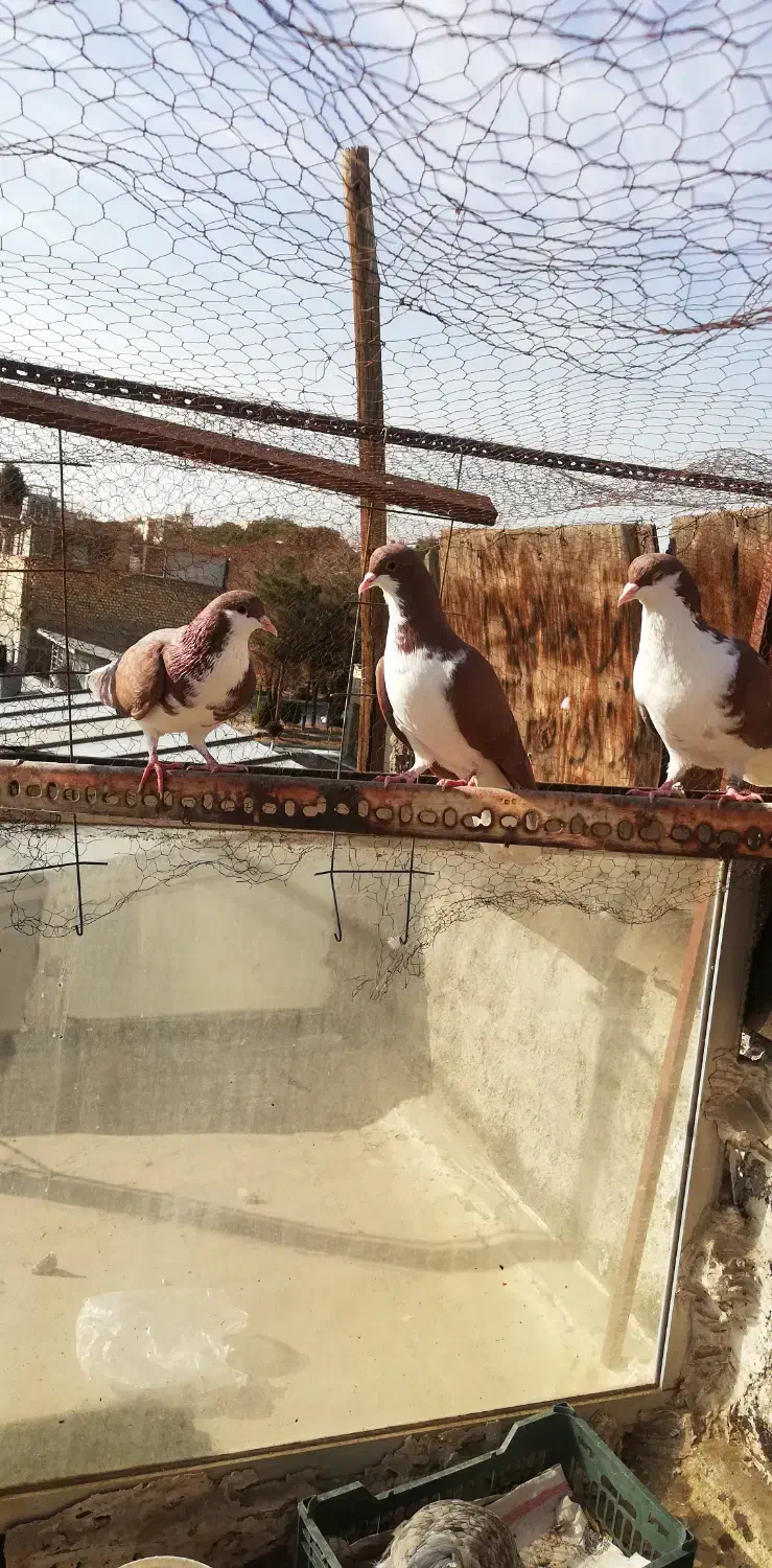 مرغ وکفتر|حیوانات مزرعه|لنجان, |دیوار