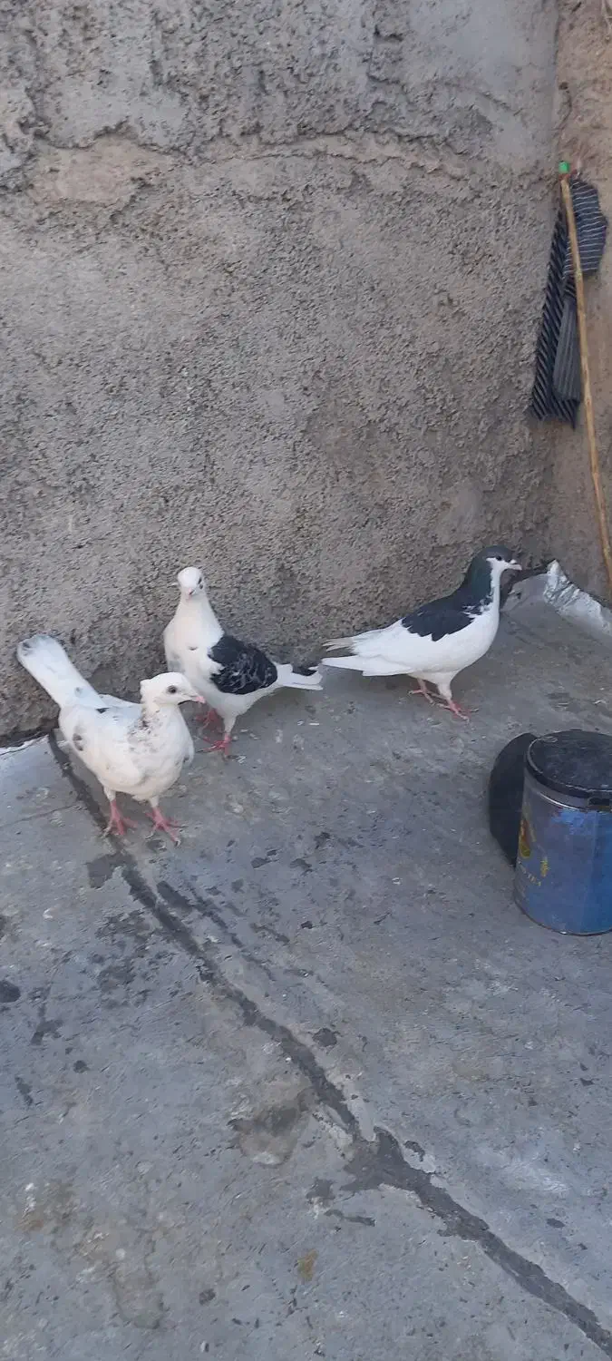 خال سیاه ۴تیغ به اخر سرونچ کاکلی و پشتی|پرنده|نیشابور, هفده شهریور|دیوار