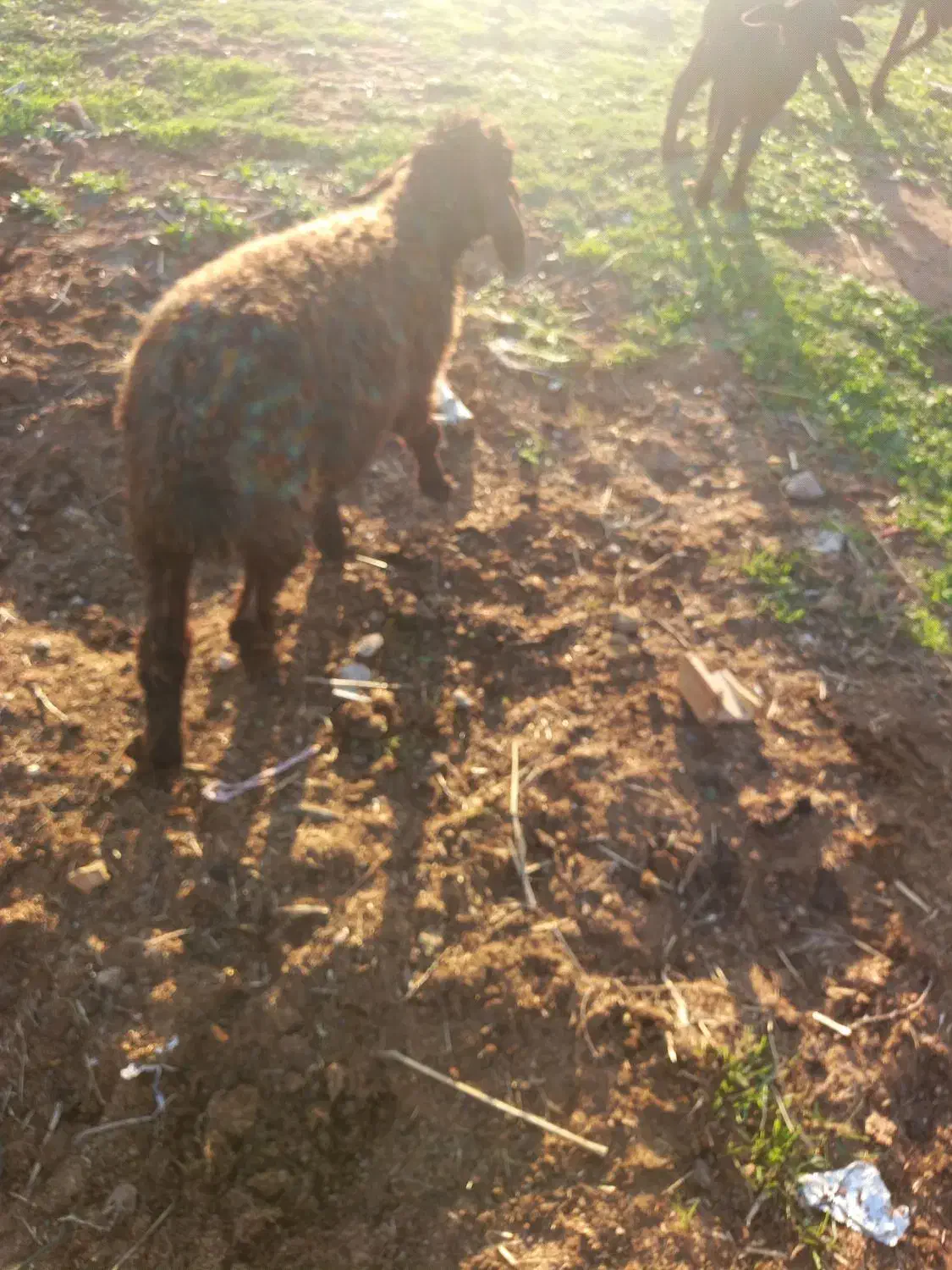 باسلام دو رس بره نر وماده سالم وسرحال|حیوانات مزرعه|قزوین, |دیوار