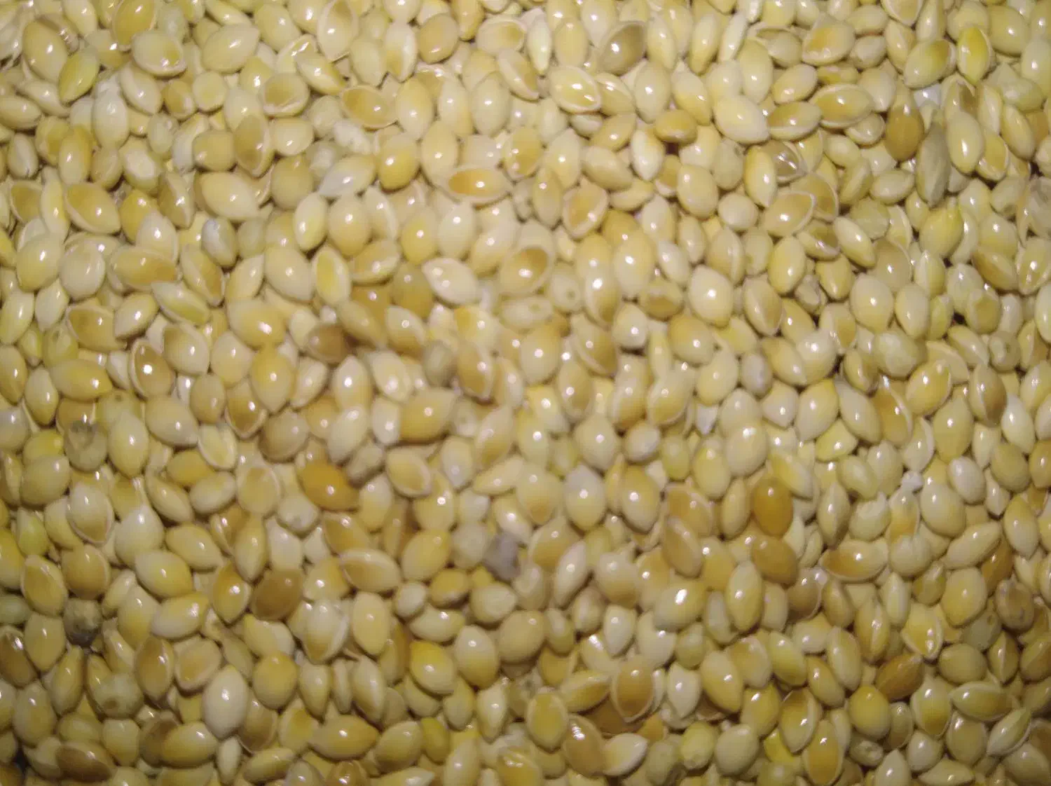 ارزن ریز|لوازم جانبی حیوانات|اصفهان, جاوان|دیوار