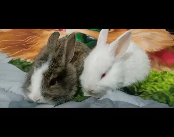 فروش خرگوش های چشم شرابی نژاد دار|موش و خرگوش|یزد, |دیوار