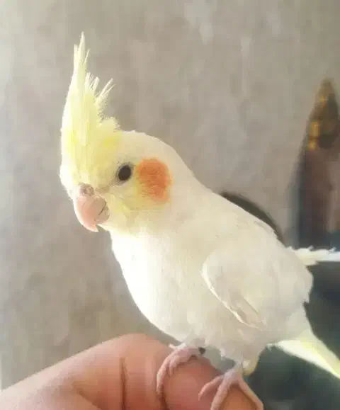 عروس هلندی گمشده|حیوانات|سقز, |دیوار