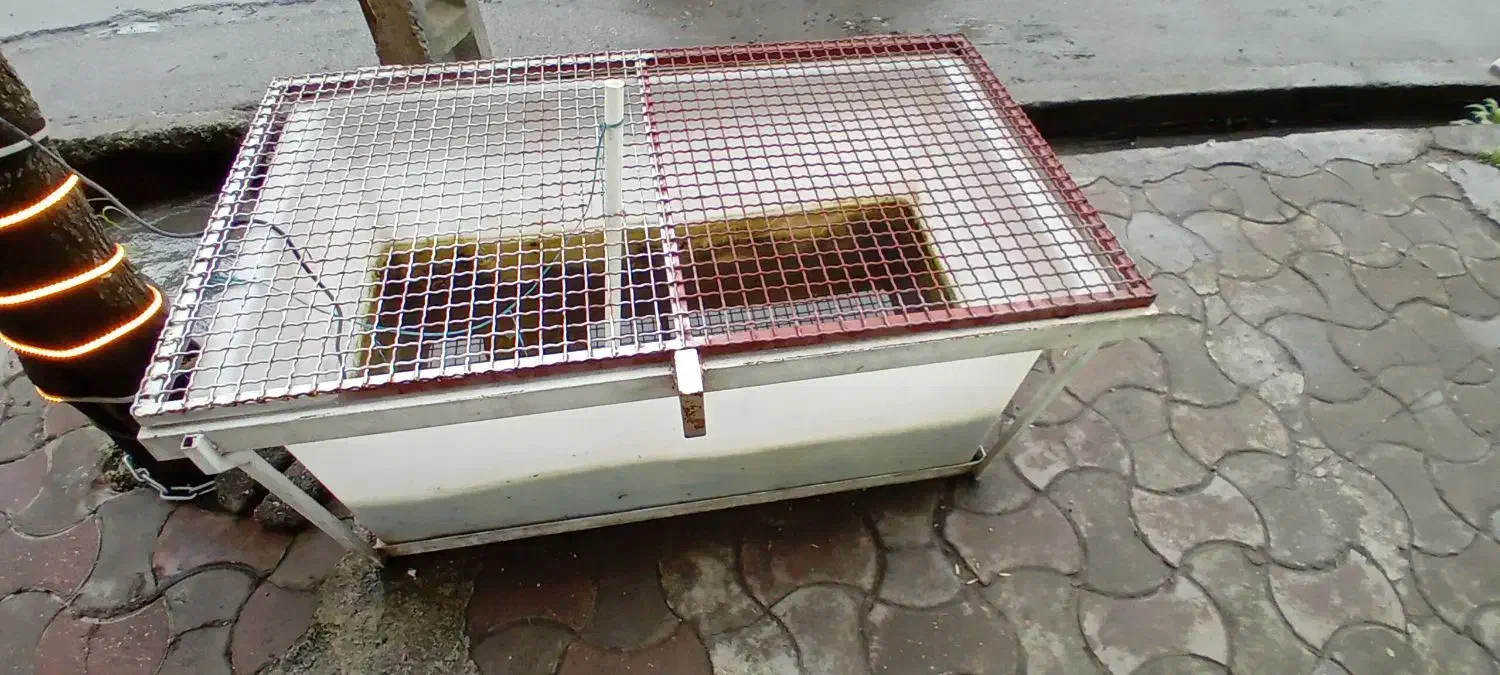 وان ماهی|ماهی|تالش, تالش|دیوار