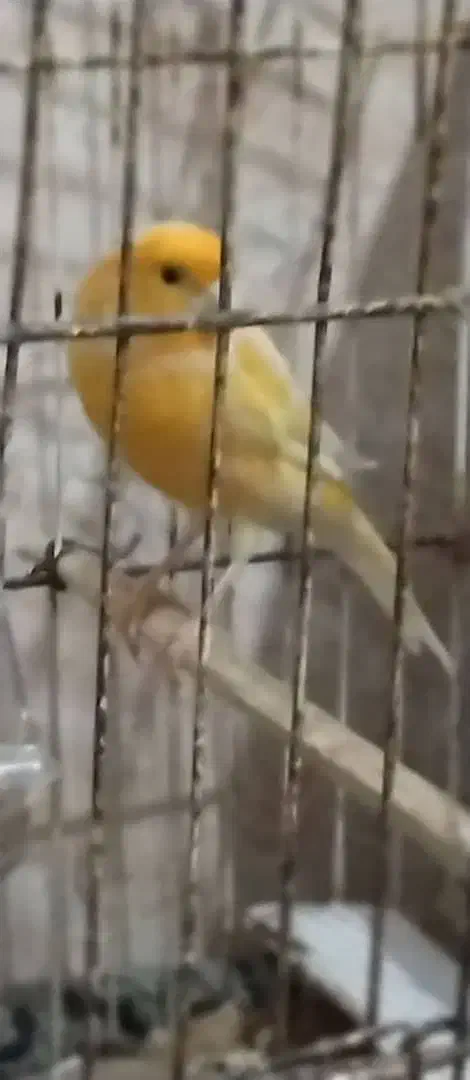 طوطی ملنگو|پرنده|میناب, |دیوار