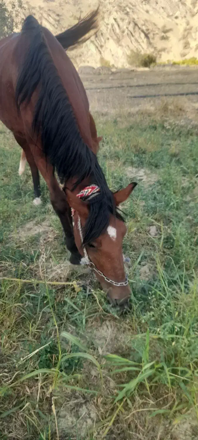 مادیان با کره نر|اسب و تجهیزات اسب‌سواری|شاهیوند, |دیوار