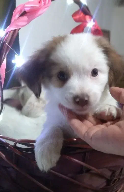 5 عدد توله اشپیتز 3 ماهه|سگ|رودهن, |دیوار