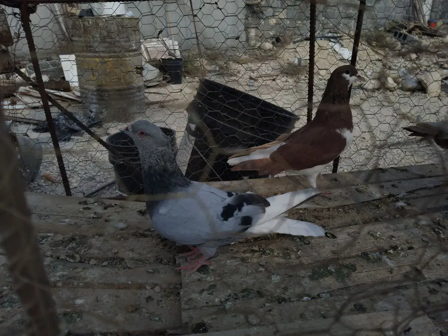 فروش کبوتر بهبهانی|پرنده|شیراز, شهرک جماران|دیوار