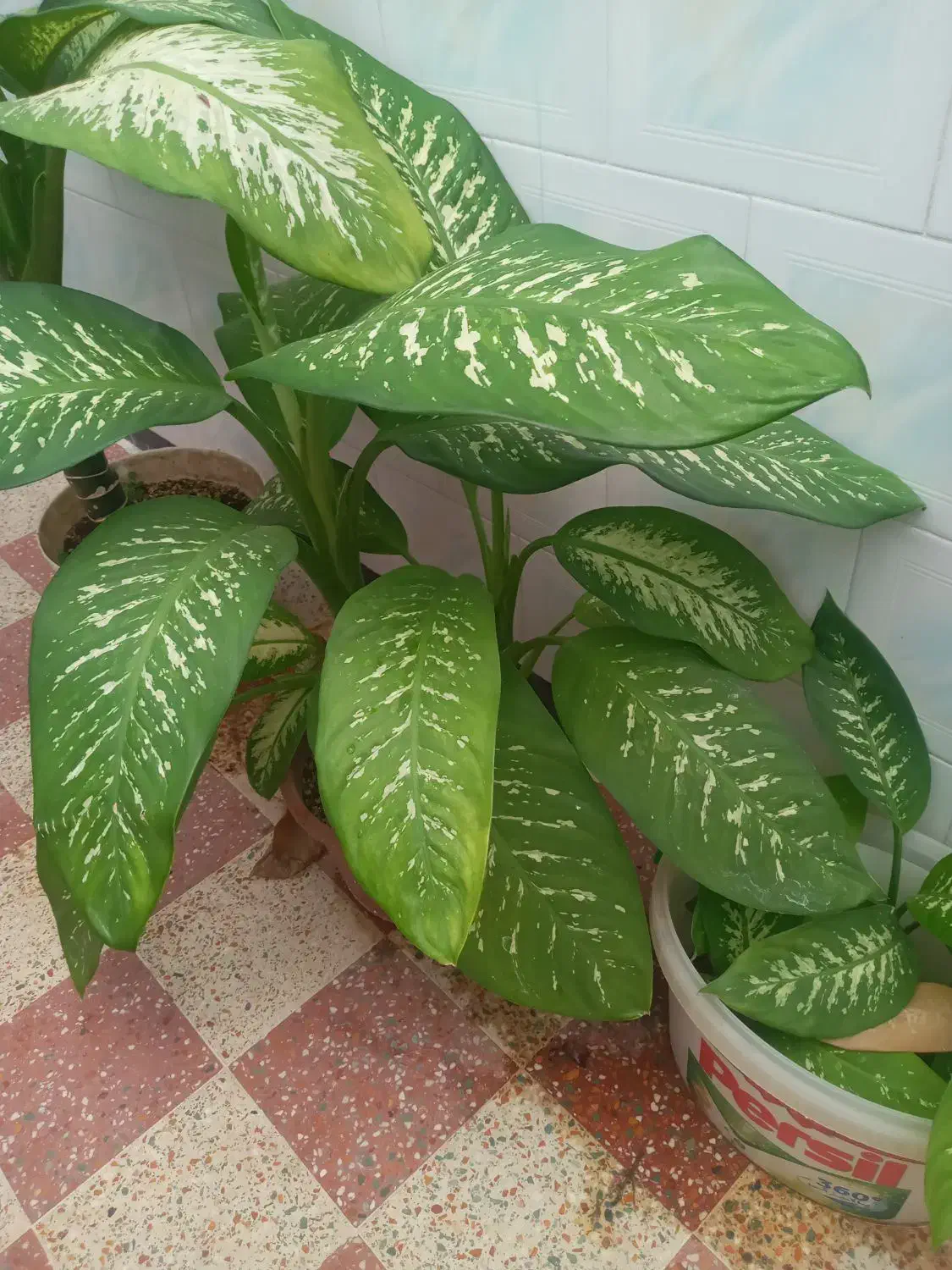 گل دیفن|گل و گیاه طبیعی|کازرون, |دیوار