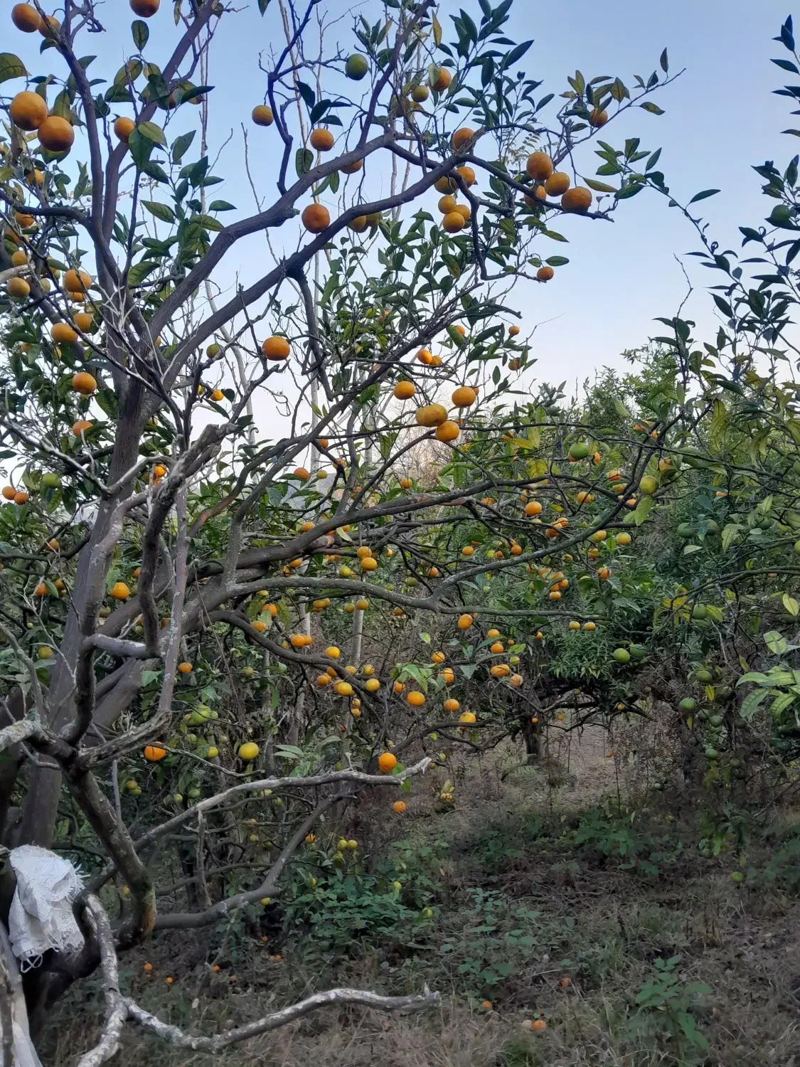 فروش نارنگی انشوونارنگی یافا|خوردنی و آشامیدنی|مرزیکلا, |دیوار