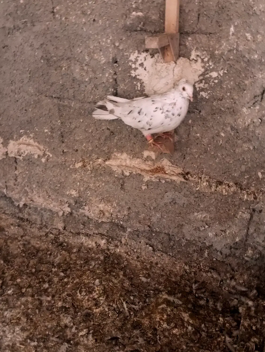 کفتر سرور بهبهانی|پرنده|شیراز, سعدیه شمالی|دیوار