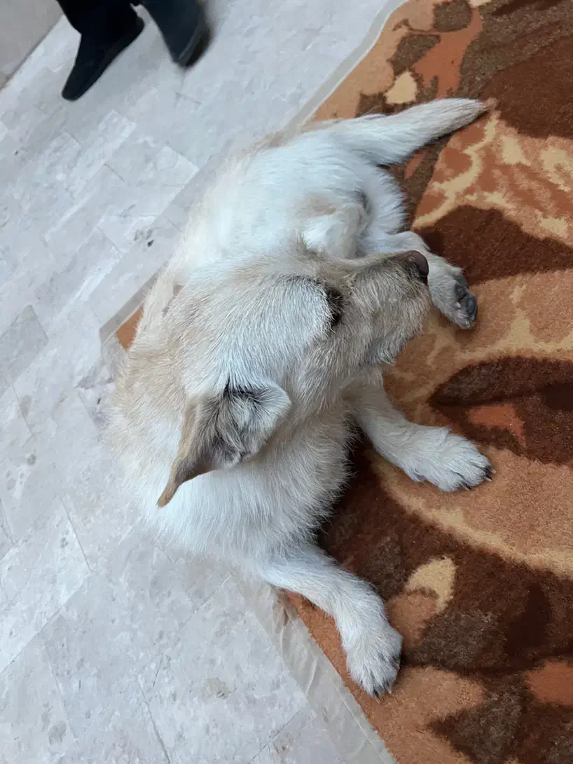 گمشده|حیوانات|شیراز, انجیر|دیوار