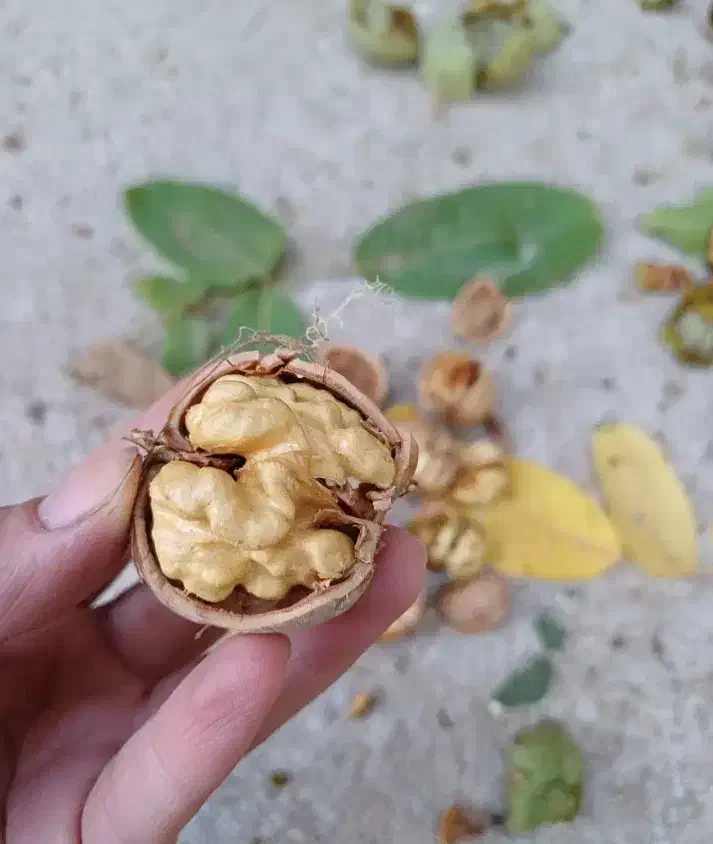 مغز گردو مال امسال|خوردنی و آشامیدنی|قره ضیاالدین, |دیوار