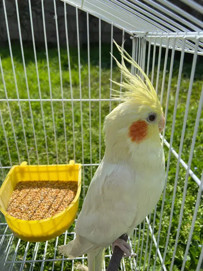 عروس هلندی لوتینو|پرنده|کرج, شهرک بنفشه|دیوار