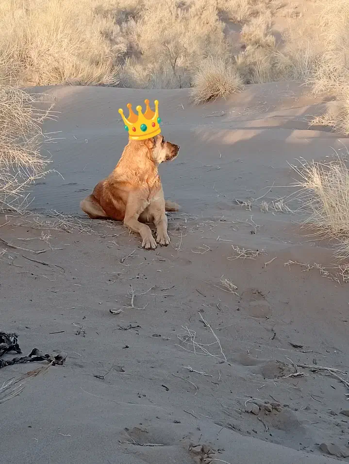 رمگی به شرط گرگ|سگ|زیرکوه, |دیوار