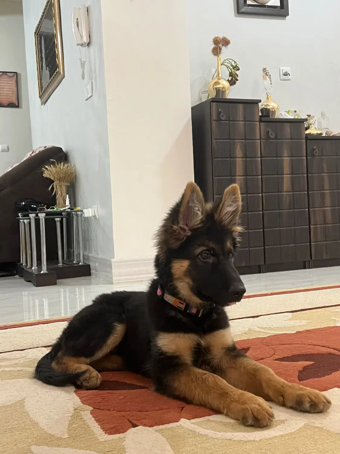 سگ ژرمن شپر ۴ ماهه|سگ|بندرعباس, |دیوار