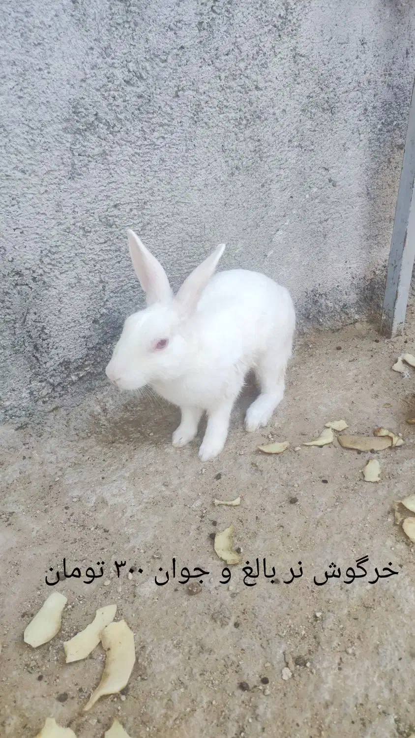 بچه خرگوش ها و یک عدد نر بالغ|موش و خرگوش|برازجان, |دیوار