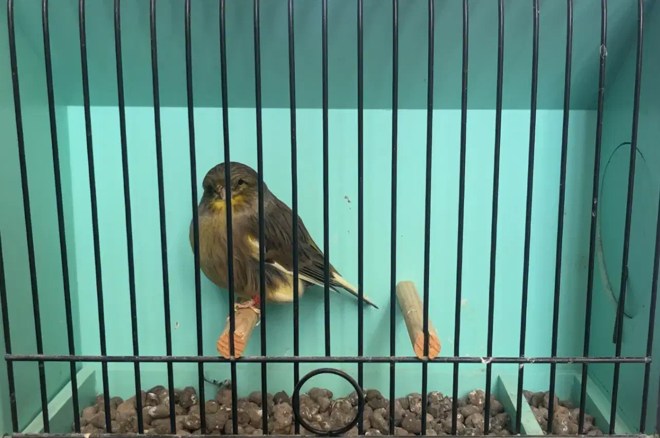 گلاستر اورجینال|پرنده|مشهد, احمدآباد|دیوار