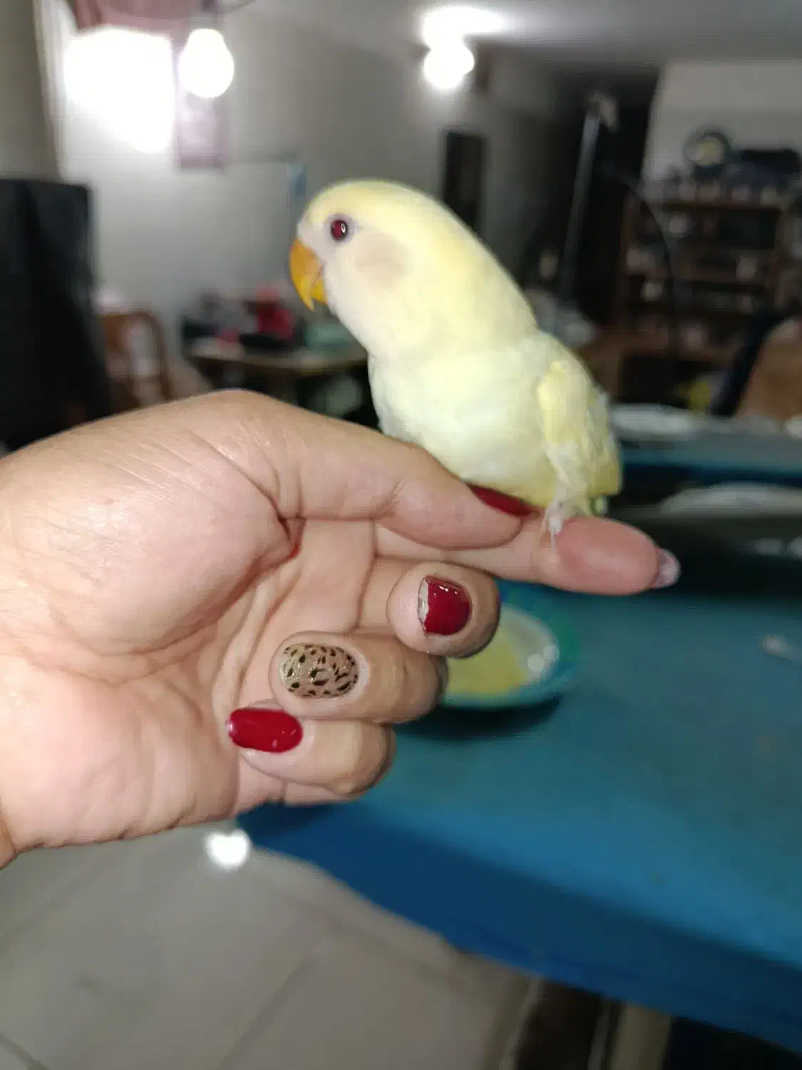 جوجه کوتوله برزیلی|پرنده|گلپایگان, |دیوار