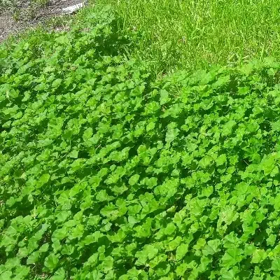 توله درجه یک باغی|خوردنی و آشامیدنی|مسجد سلیمان, |دیوار