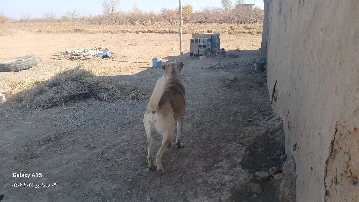 سگ گله ای سرابی|سگ|اسفرورین, |دیوار