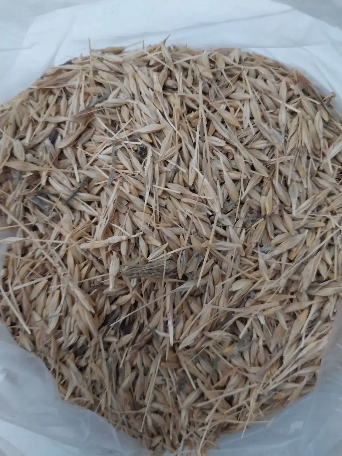 جو محلی|خدمات باغبانی و درختکاری|بندر ترکمن, |دیوار