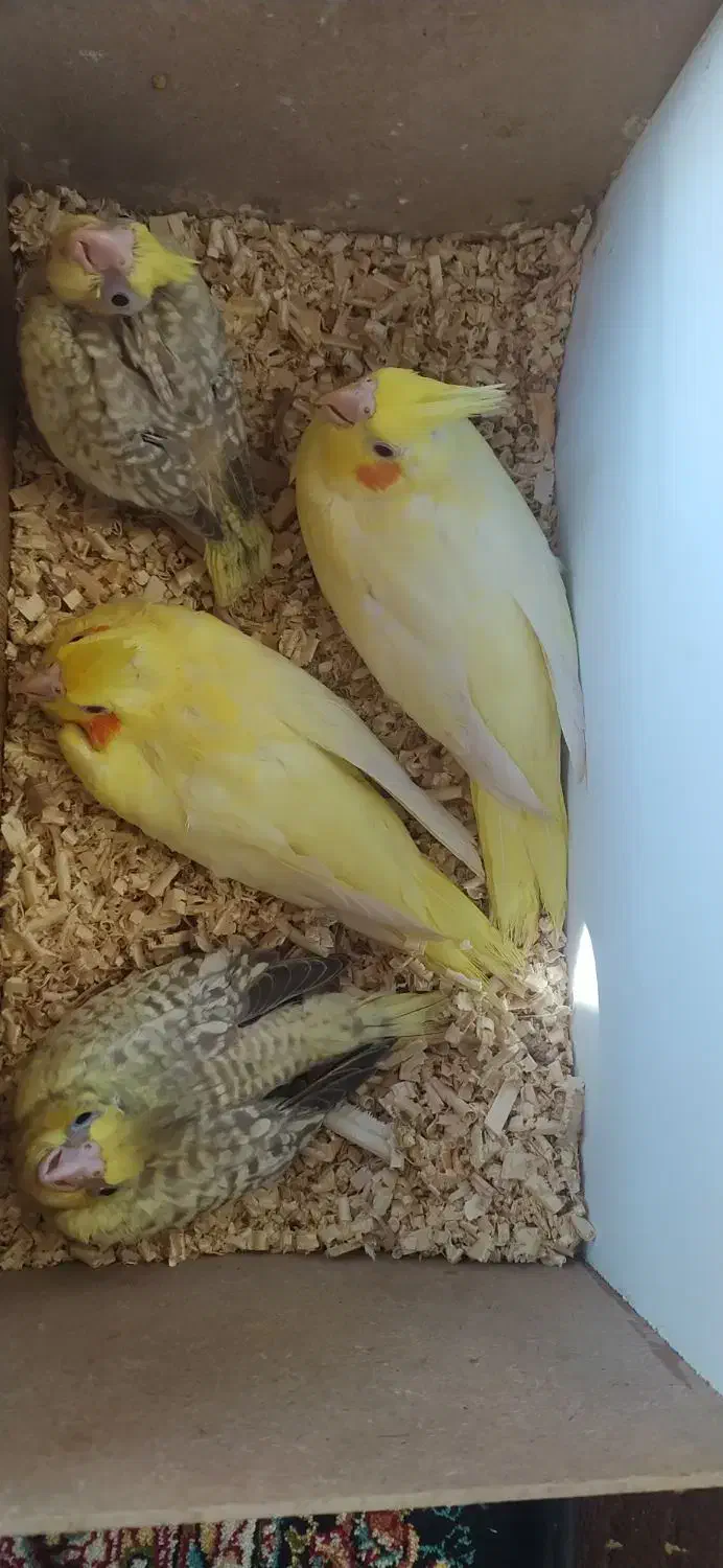 عروس هلندی|پرنده|مریوان, |دیوار