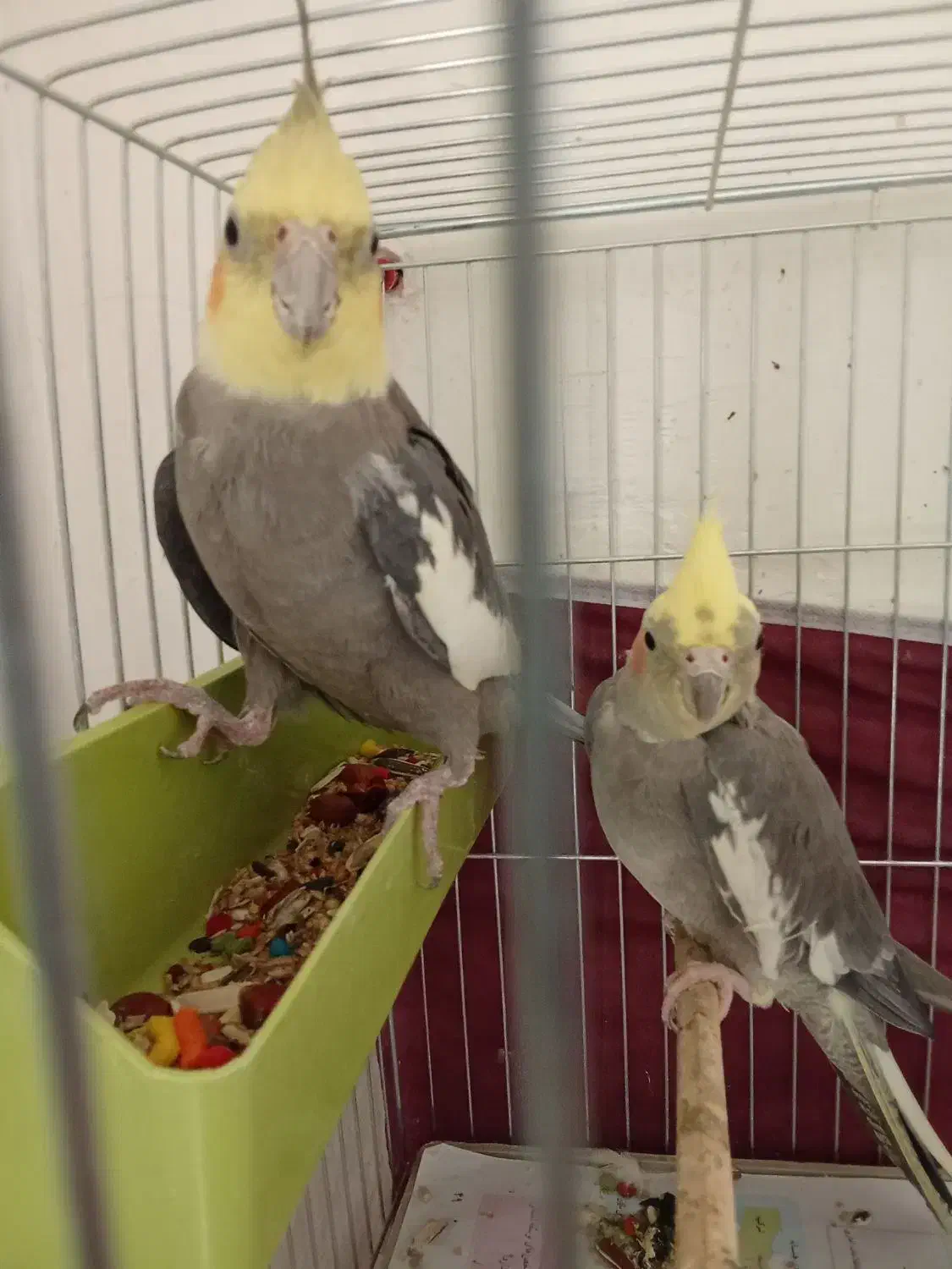 یک جفت عروس هلندی مولد|پرنده|ماکو, |دیوار