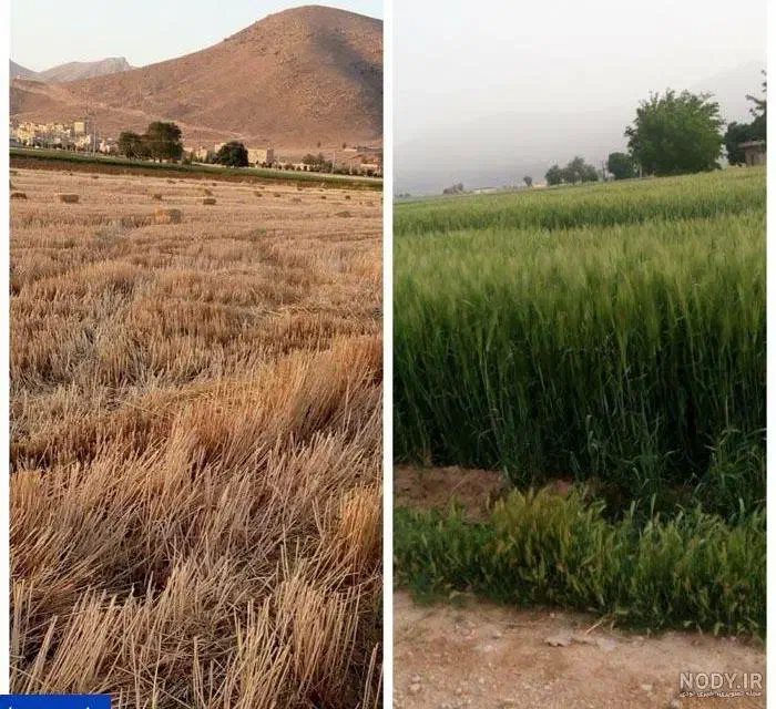 فروش زمین کشاورزی باسهمیه آب|فروش زمین و ملک کلنگی|رونیز, |دیوار