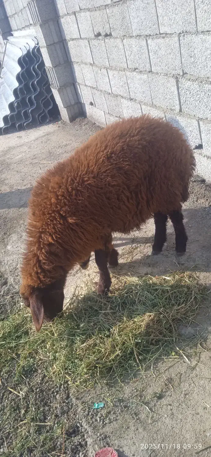 بره قزل افشار ماده|حیوانات مزرعه|تبریز, |دیوار