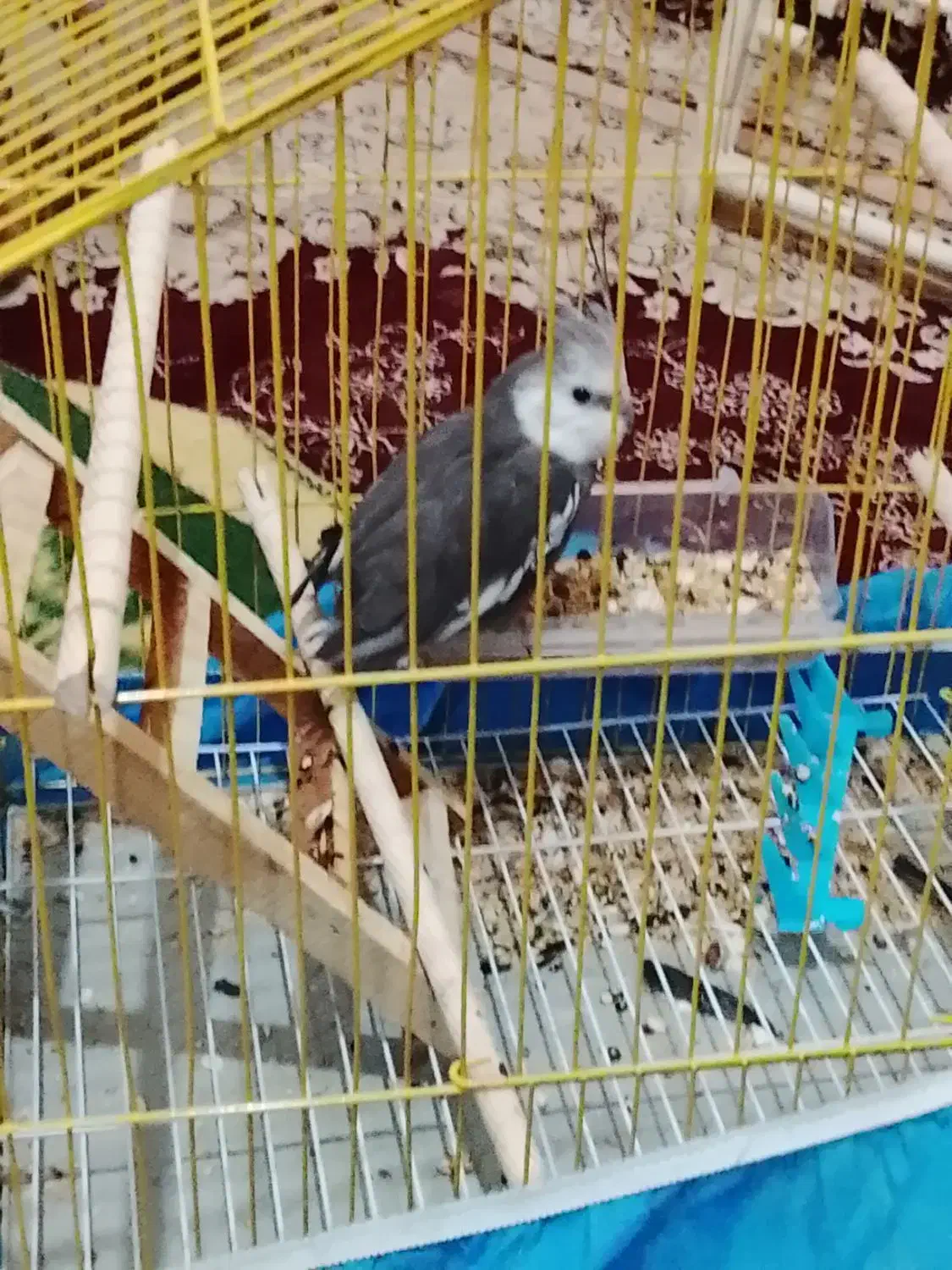 جوجه عروس هلندی|پرنده|قم, زاویه|دیوار