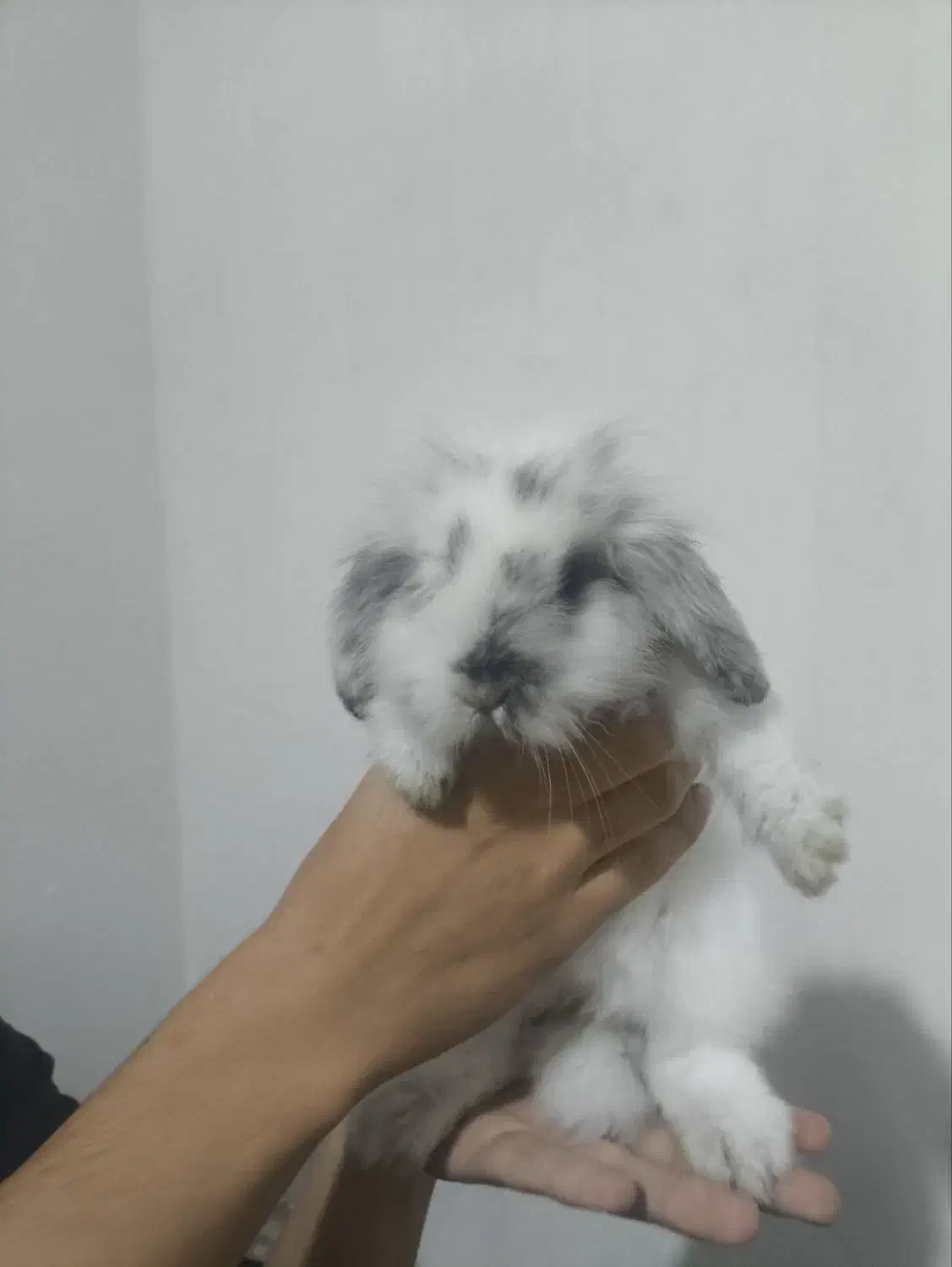 خرگوش لپ ،نژاد دار|موش و خرگوش|نیشابور, مازول|دیوار