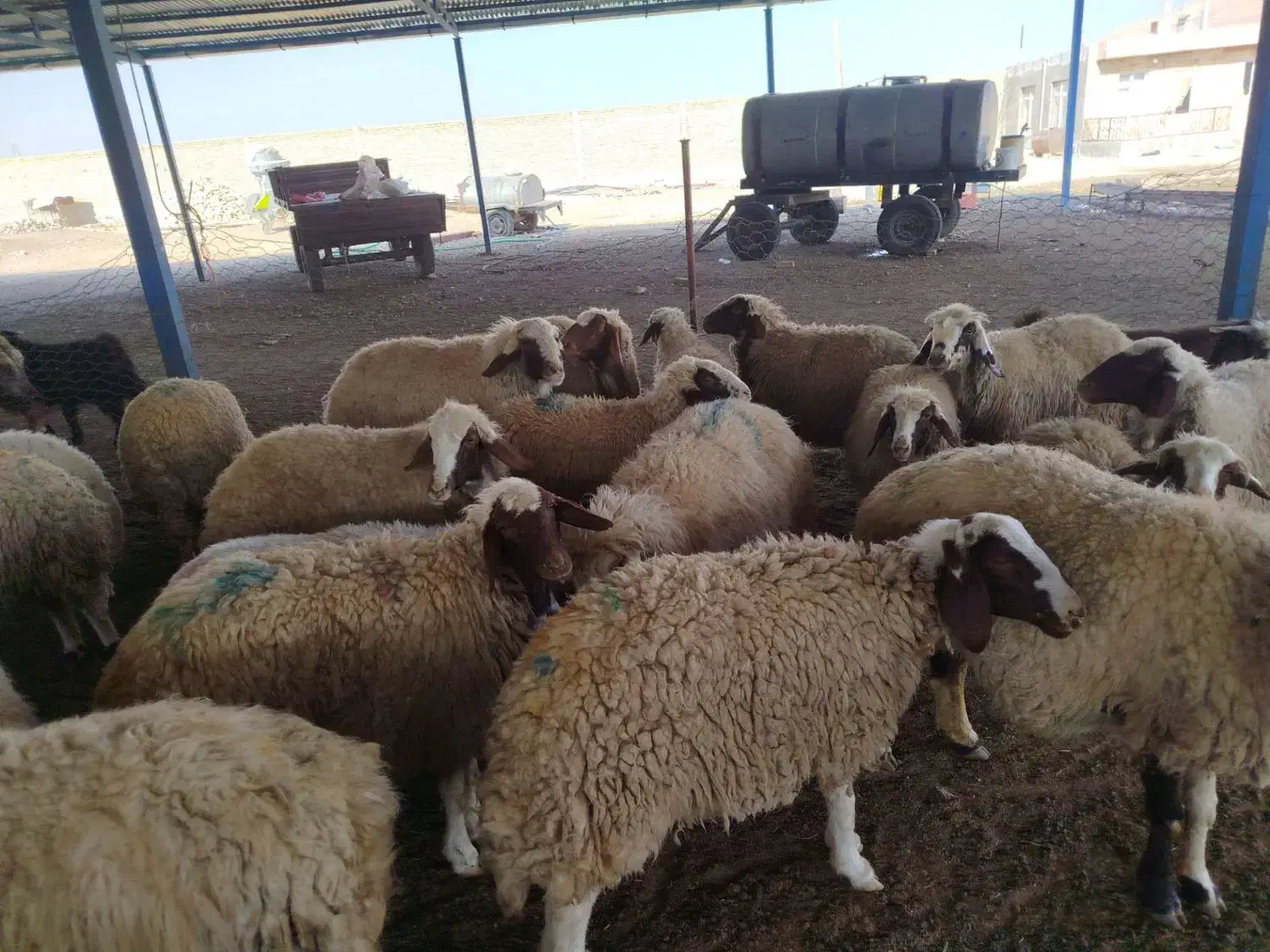 گوسفند|حیوانات مزرعه|کرمانشاه, |دیوار