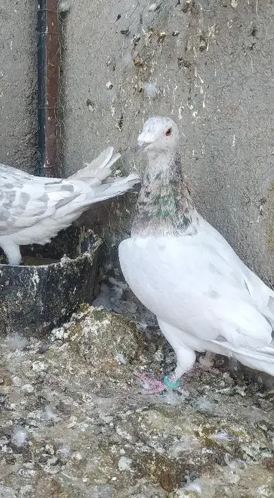 هفرنگ|پرنده|سبزوار, توحیدشهر|دیوار