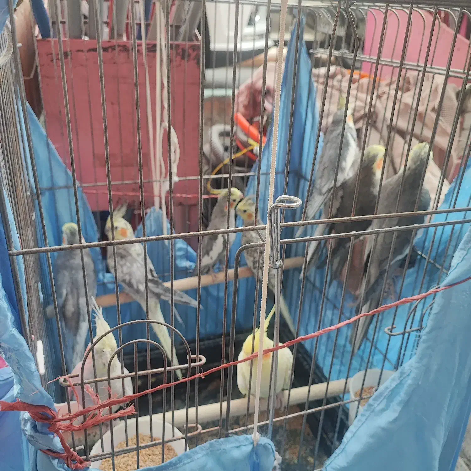 عروس هلندی|پرنده|تهران, جیحون|دیوار