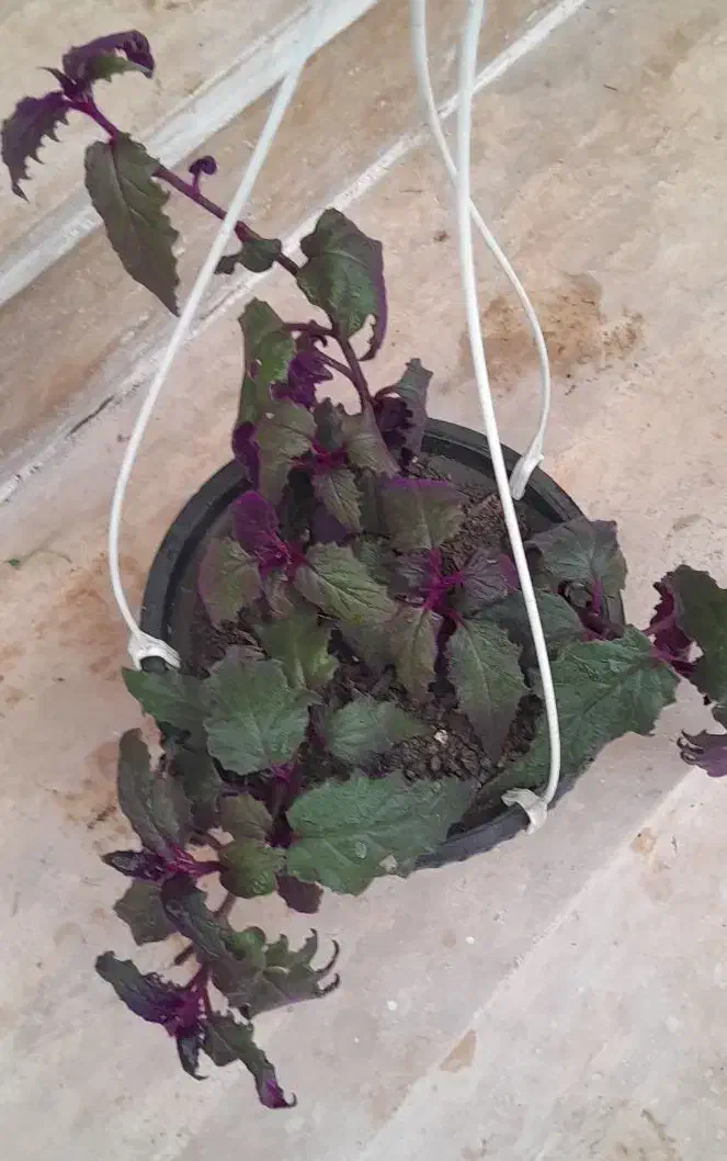 گل های آپارتمانی|گل و گیاه طبیعی|رویان, |دیوار