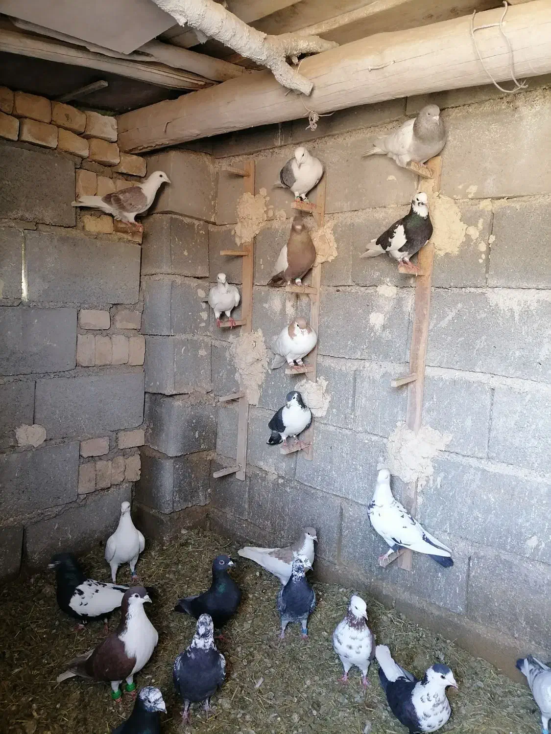 کبوترپرشی|پرنده|کاشمر, |دیوار