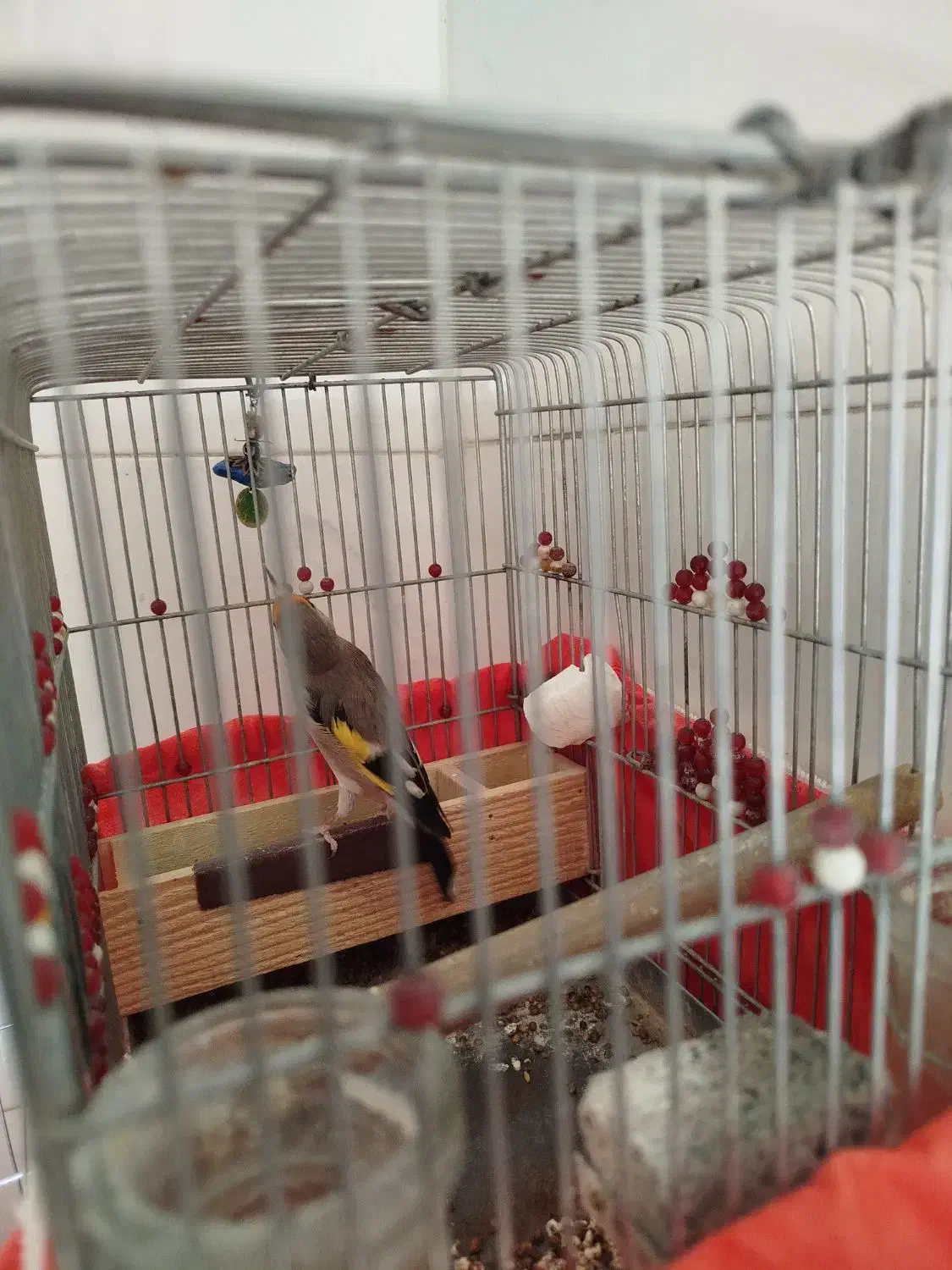 سهره دورگ|پرنده|شیراز, کوشک میدان|دیوار