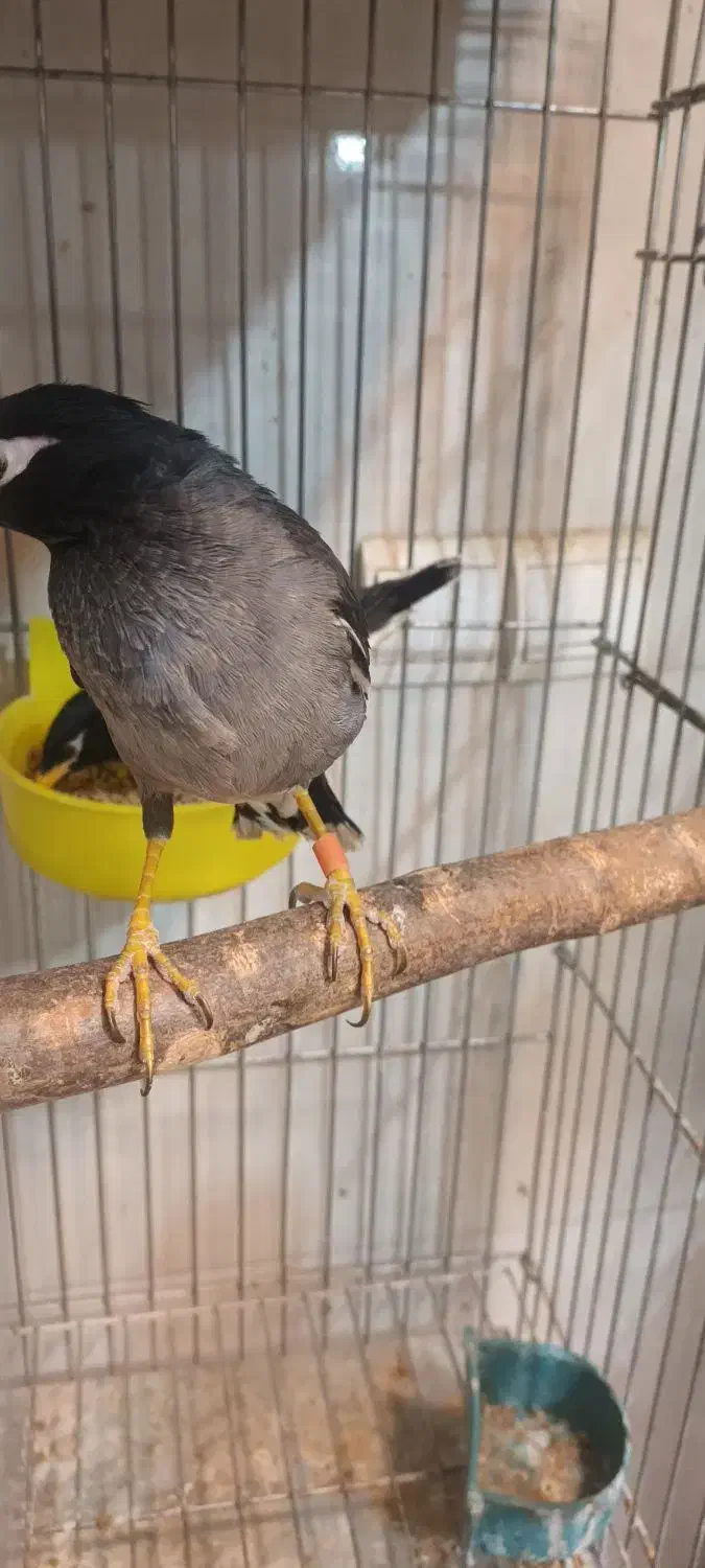 مرغ مینا قفسی|پرنده|شهریار, شهرک شاهد|دیوار