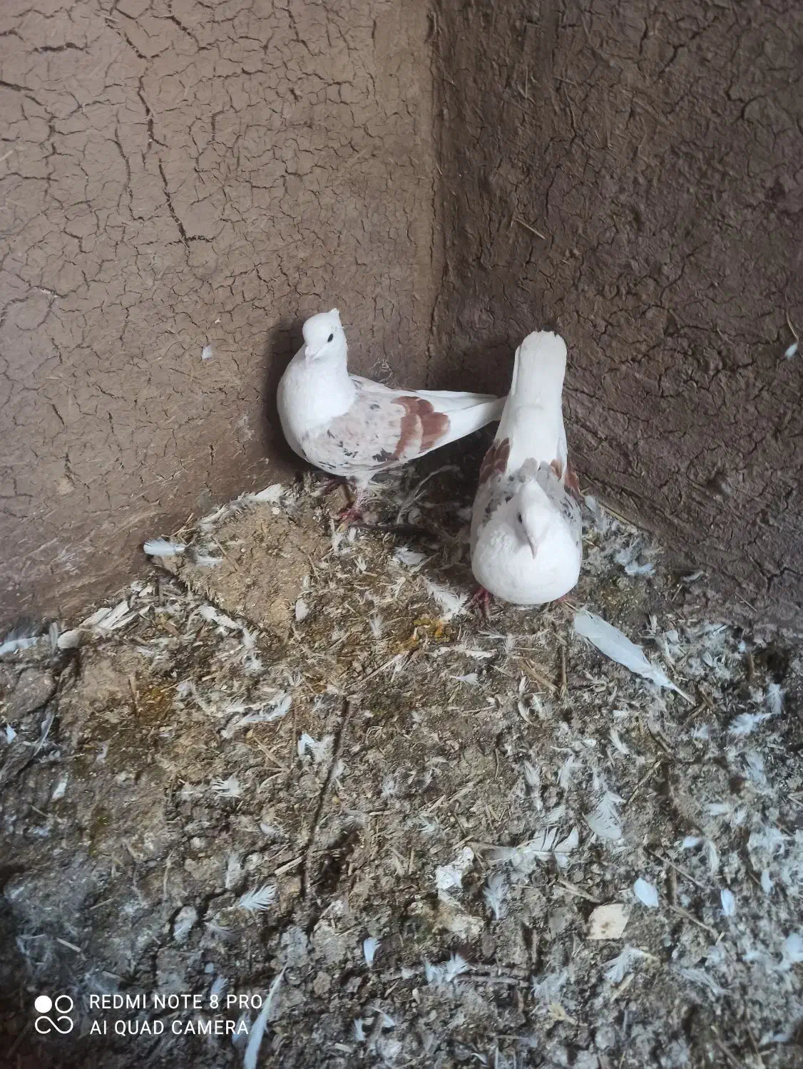 کبوتر|پرنده|کوزران, |دیوار