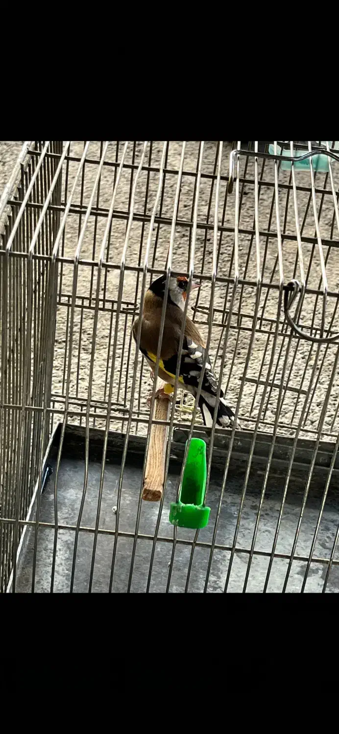 سهرە نر|پرنده|سردشت, |دیوار