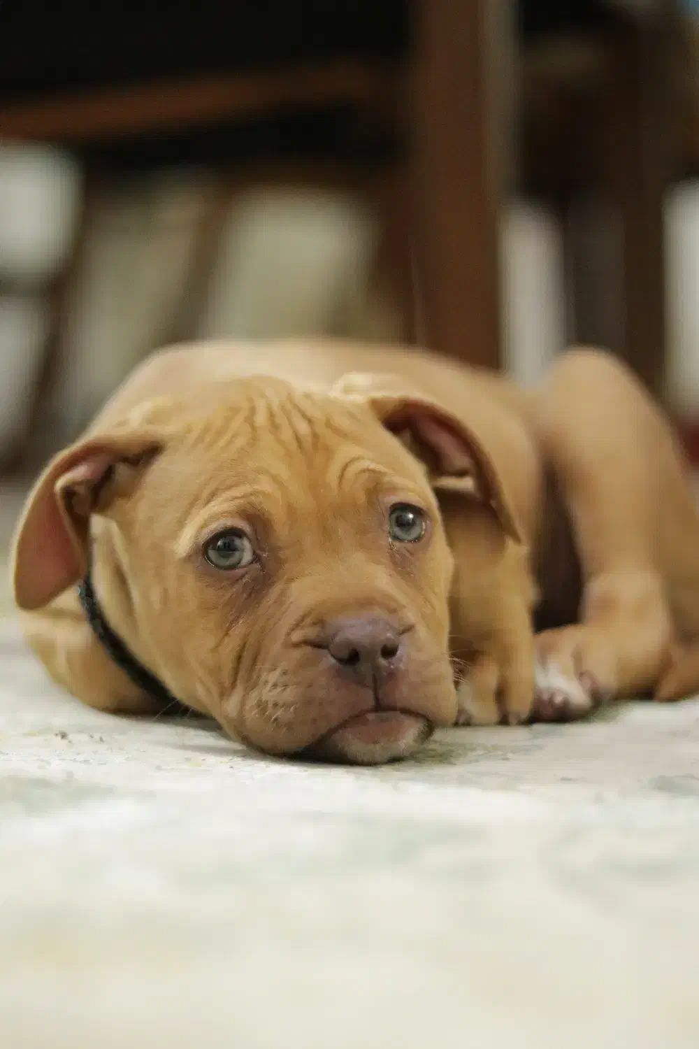 سگ گمشده|حیوانات|کرمان, |دیوار