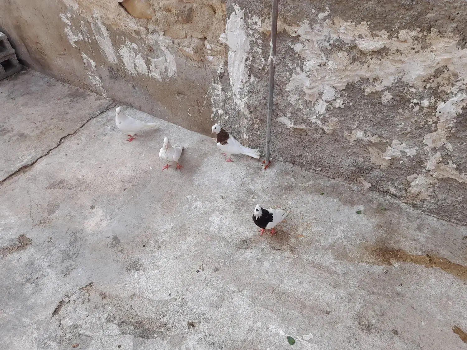 کبوتر|پرنده|خورموج, |دیوار