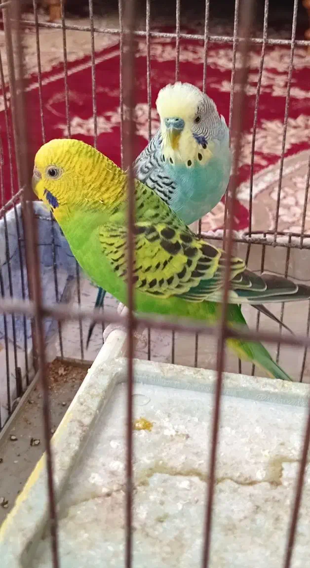 مرغ عشق|پرنده|سراب, |دیوار